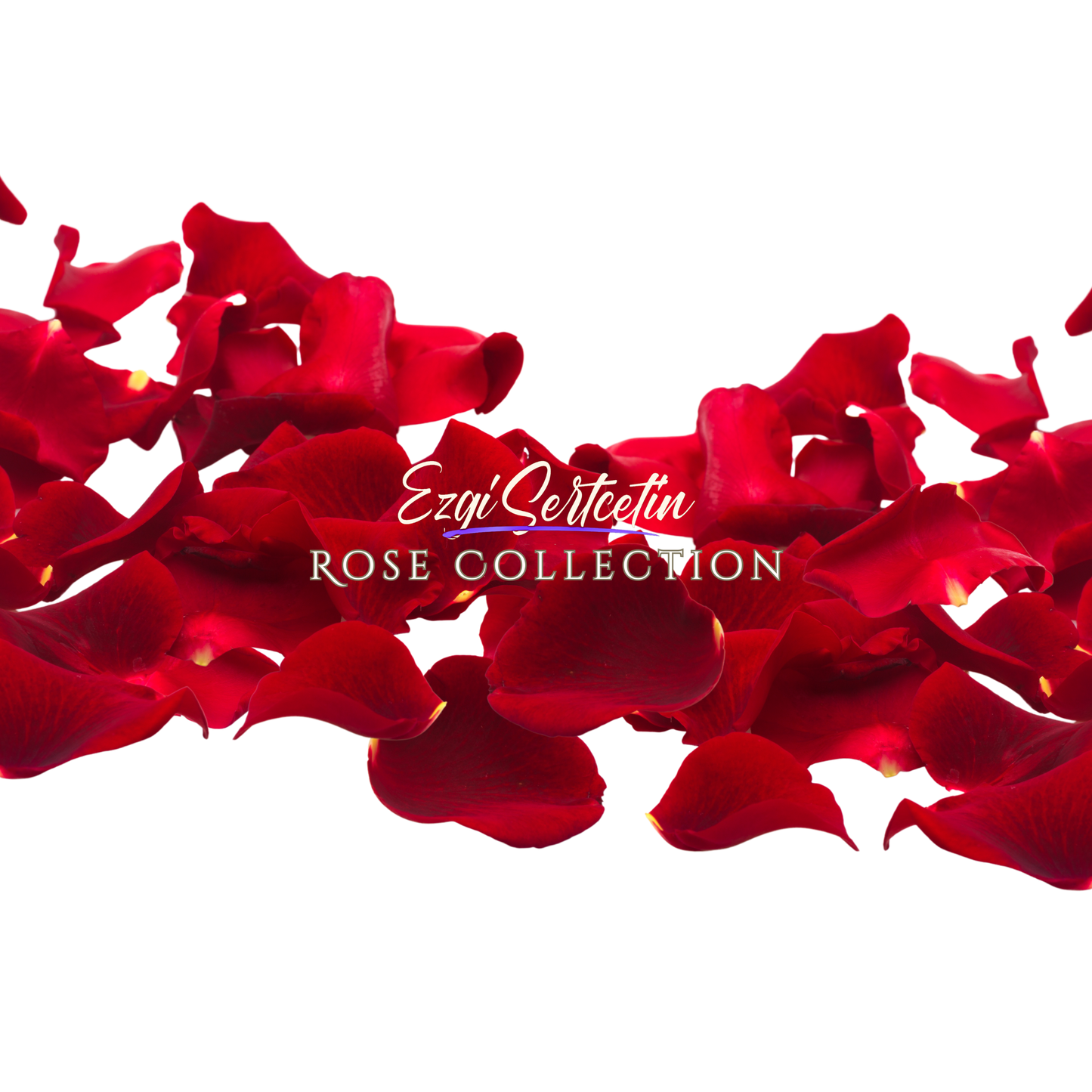 Handcrafted Preserved Roses 6.5 cm Diameter | Non Toxic | 6 Pack | Excellent for All Events and Organizations | by Ezgi Sertcetin