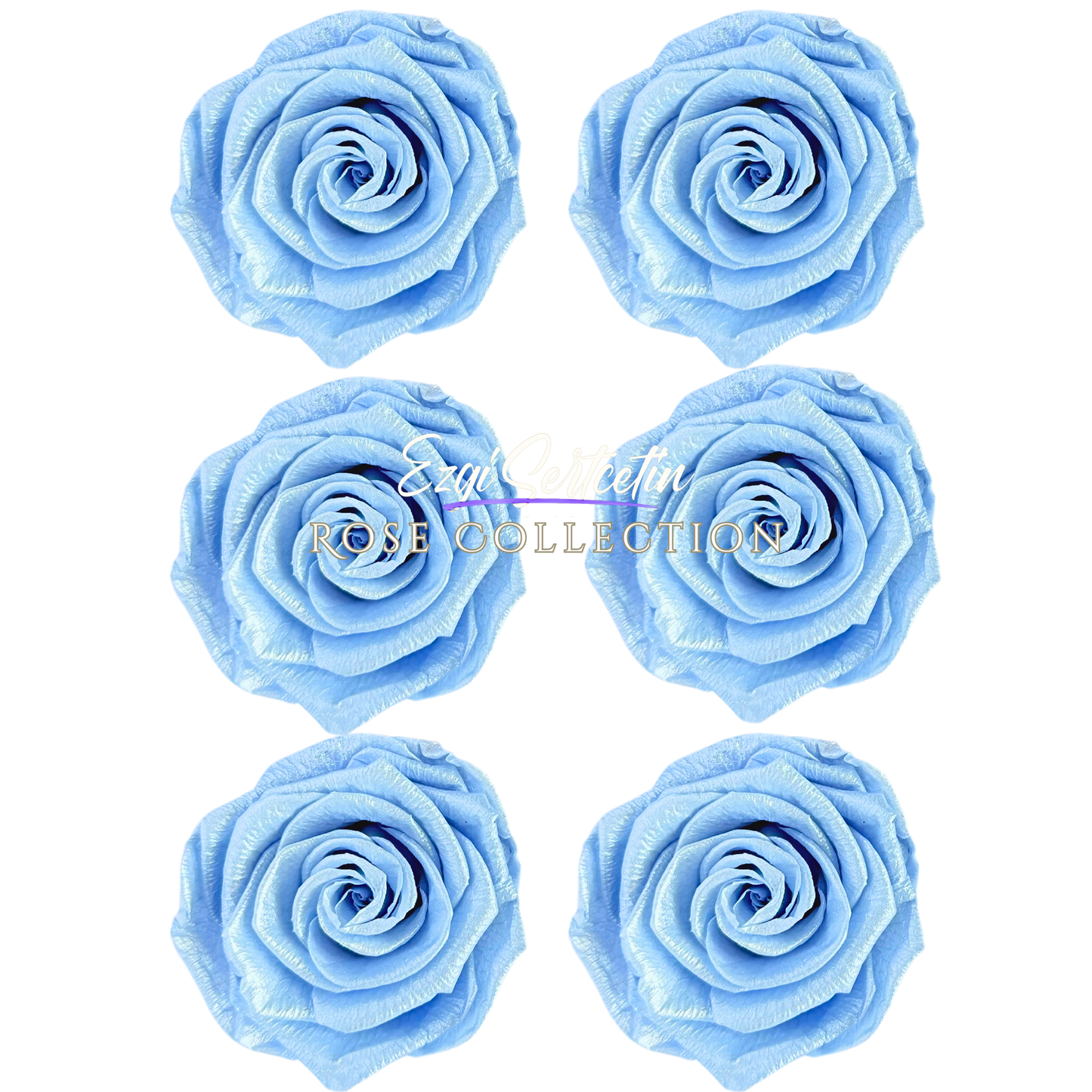 Handcrafted Preserved Roses 6.5 cm Diameter | Non Toxic | 6 Pack | Excellent for All Events and Organizations | by Ezgi Sertcetin