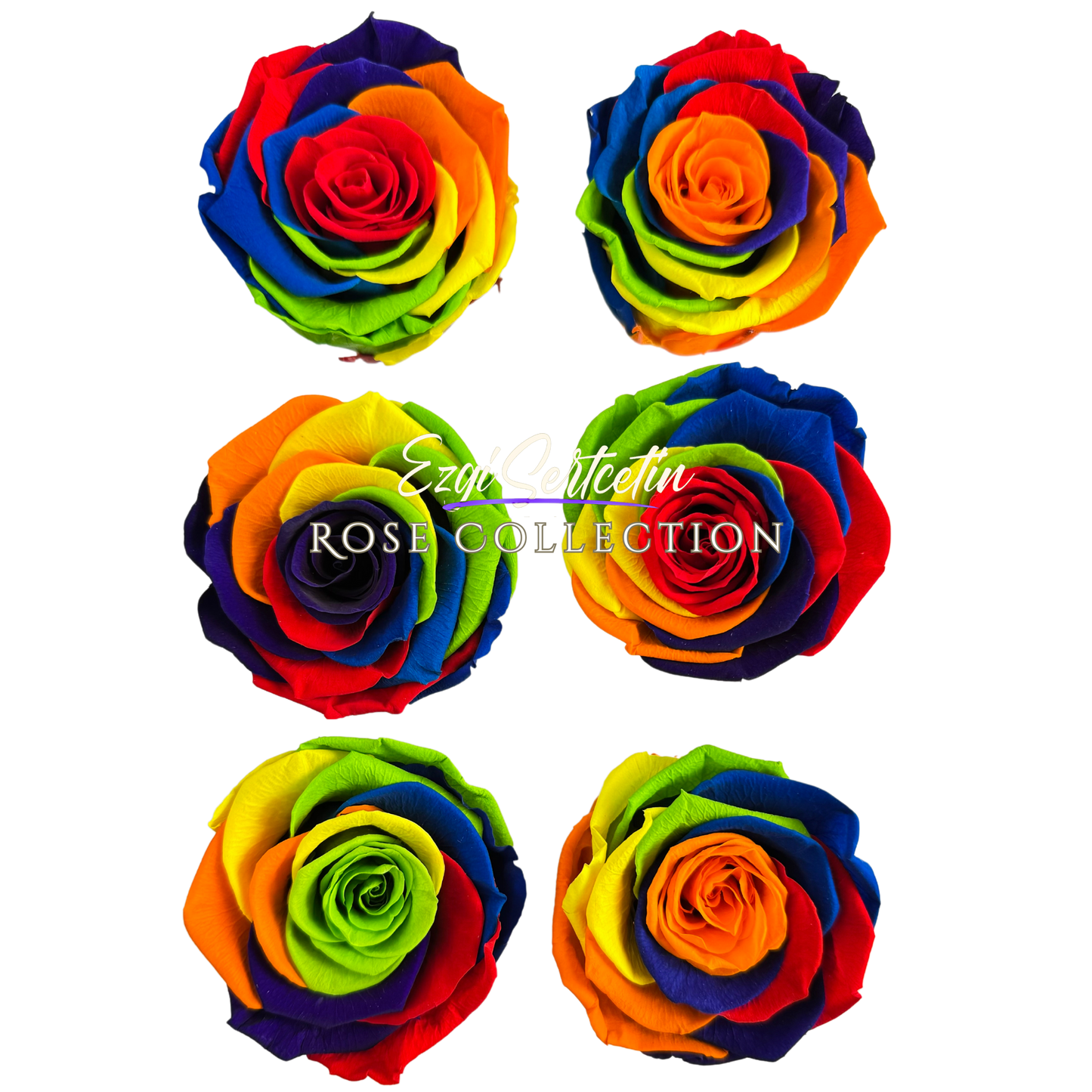 Handcrafted Preserved Roses 6.5 cm Diameter | Non Toxic | 6 Pack | Excellent for All Events and Organizations | by Ezgi Sertcetin