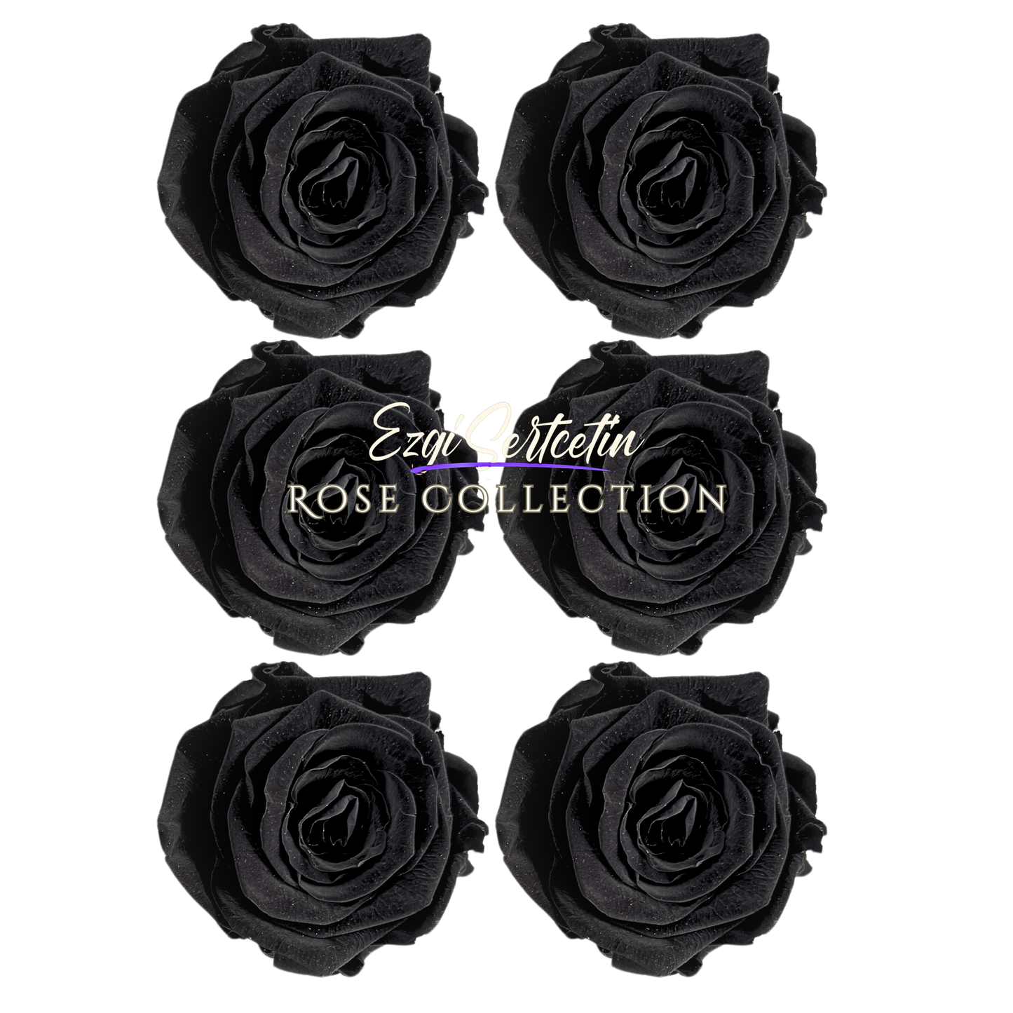 Handcrafted Preserved Roses 6.5 cm Diameter | Non Toxic | 6 Pack | Excellent for All Events and Organizations | by Ezgi Sertcetin