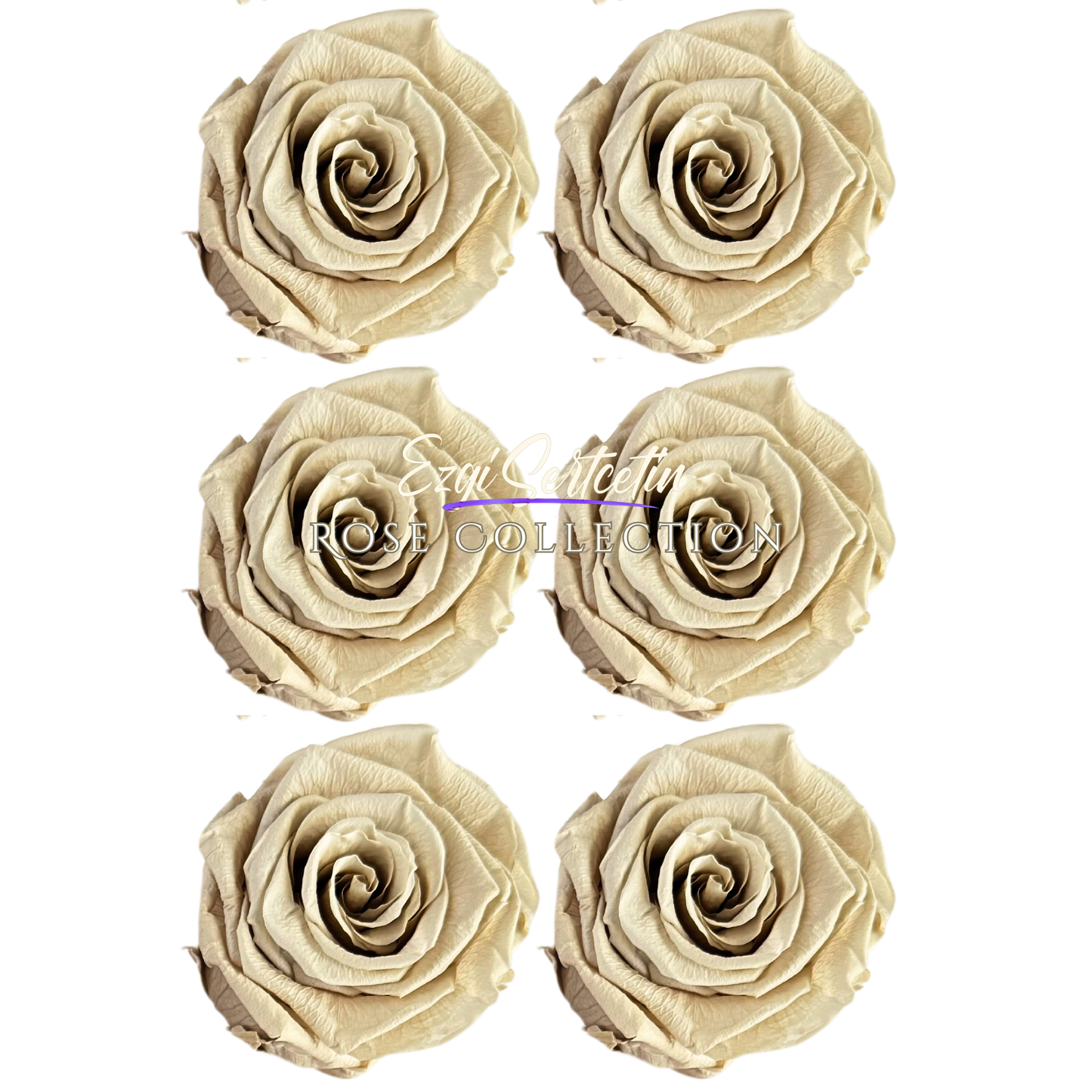 Handcrafted Preserved Roses 6.5 cm Diameter | Non Toxic | 6 Pack | Excellent for All Events and Organizations | by Ezgi Sertcetin