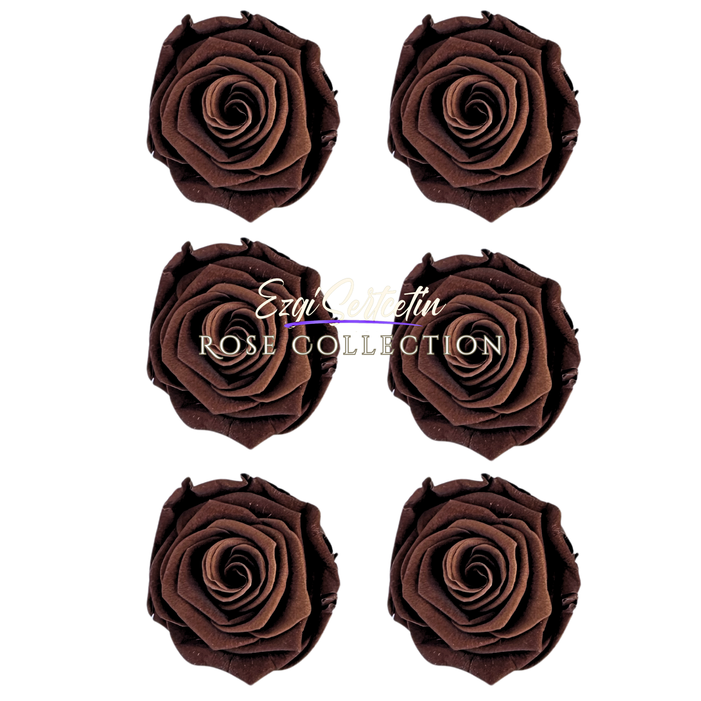 Handcrafted Preserved Roses 6.5 cm Diameter | Non Toxic | 6 Pack | Excellent for All Events and Organizations | by Ezgi Sertcetin