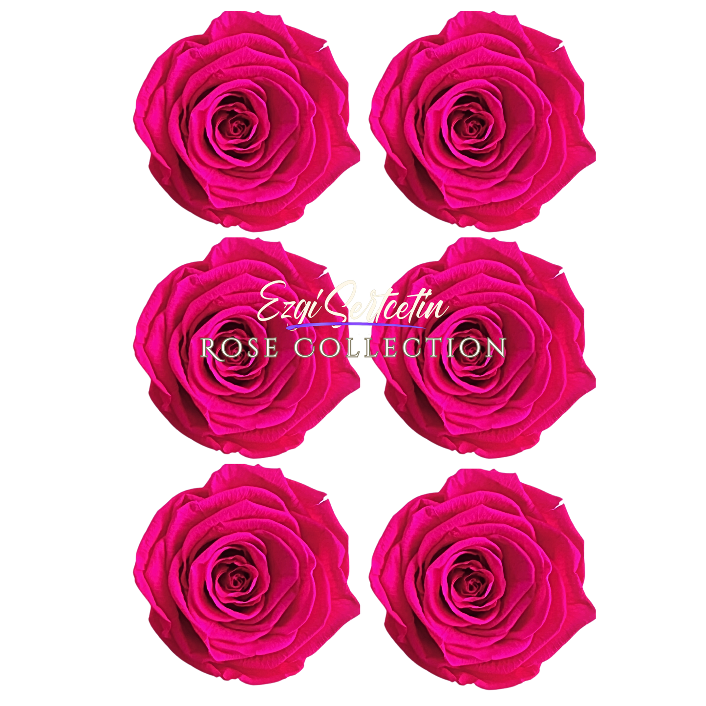 Handcrafted Preserved Roses 6.5 cm Diameter | Non Toxic | 6 Pack | Excellent for All Events and Organizations | by Ezgi Sertcetin