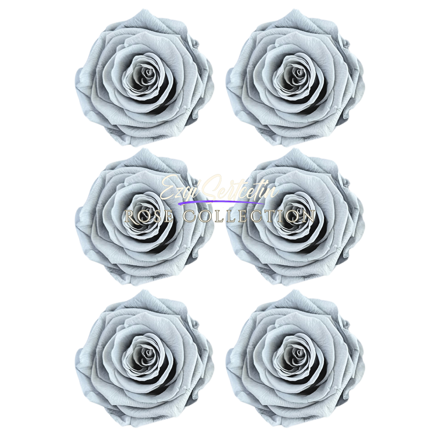 Handcrafted Preserved Roses 6.5 cm Diameter | Non Toxic | 6 Pack | Excellent for All Events and Organizations | by Ezgi Sertcetin