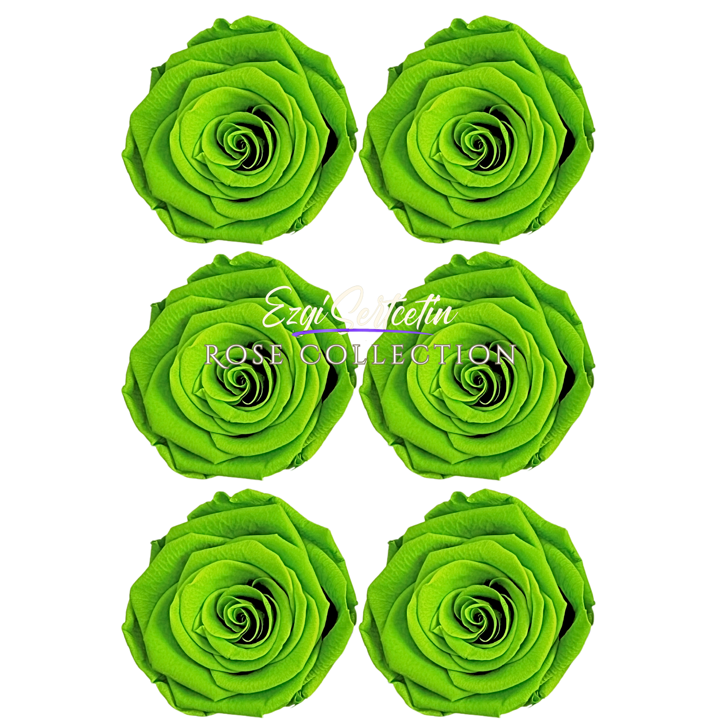 Handcrafted Preserved Roses 6.5 cm Diameter | Non Toxic | 6 Pack | Excellent for All Events and Organizations | by Ezgi Sertcetin