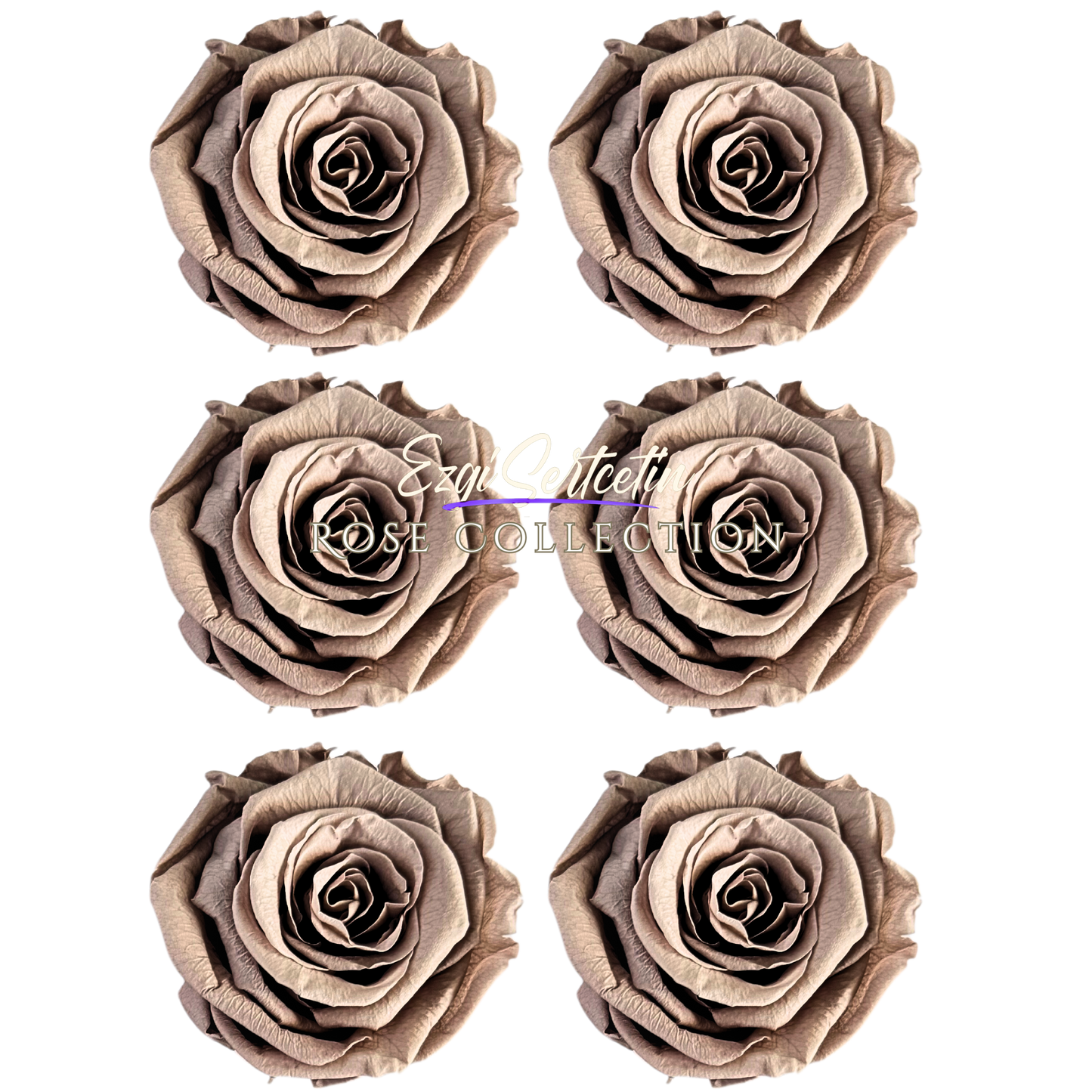 Handcrafted Preserved Roses 6.5 cm Diameter | Non Toxic | 6 Pack | Excellent for All Events and Organizations | by Ezgi Sertcetin