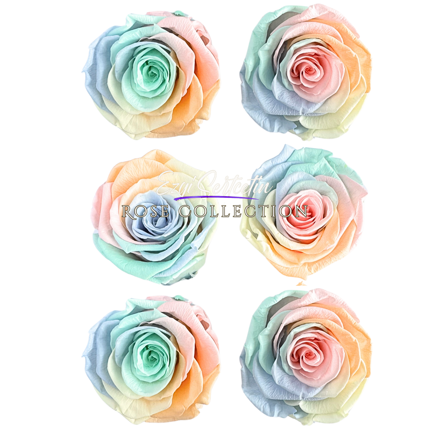 Handcrafted Preserved Roses 6.5 cm Diameter | Non Toxic | 6 Pack | Excellent for All Events and Organizations | by Ezgi Sertcetin
