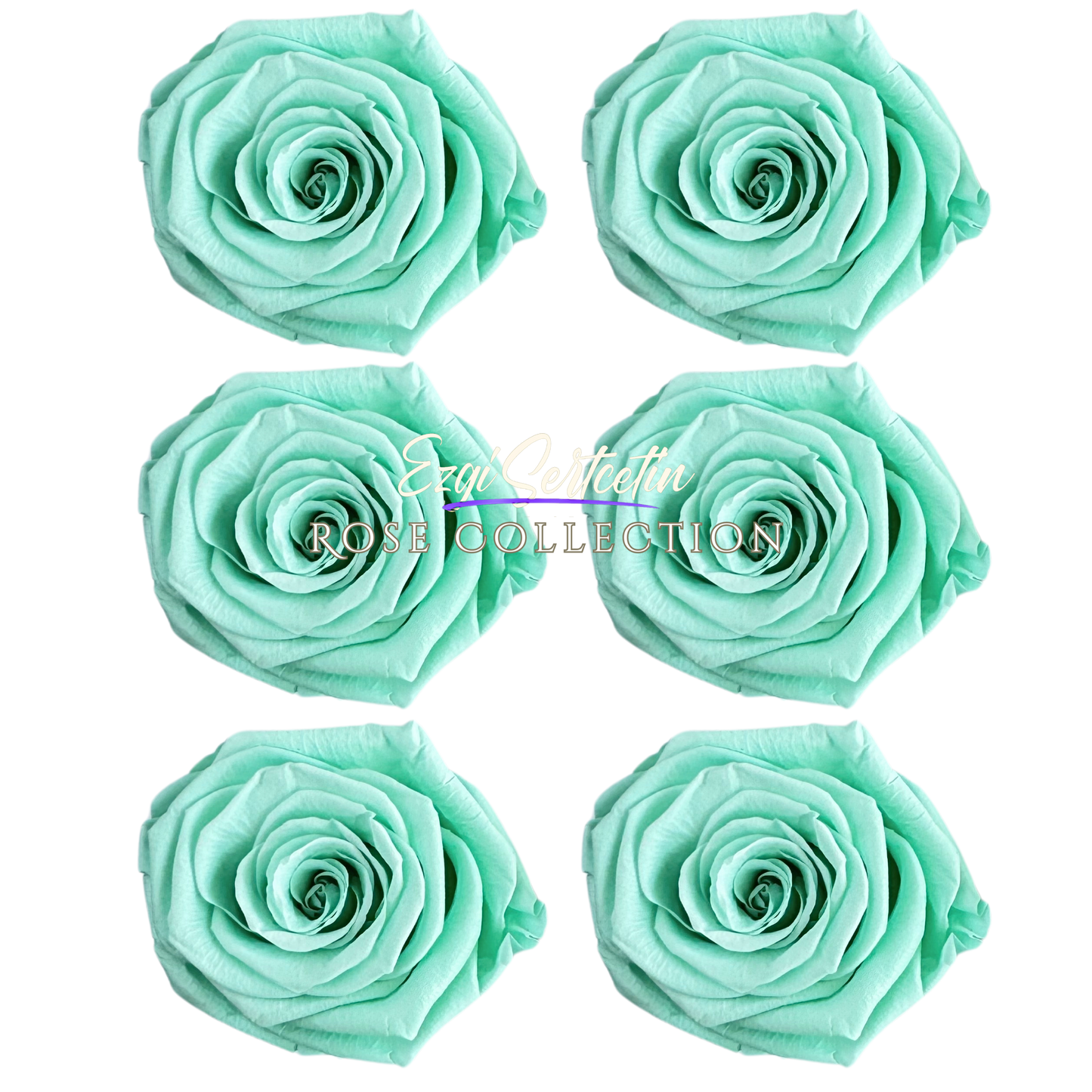 Handcrafted Preserved Roses 6.5 cm Diameter | Non Toxic | 6 Pack | Excellent for All Events and Organizations | by Ezgi Sertcetin