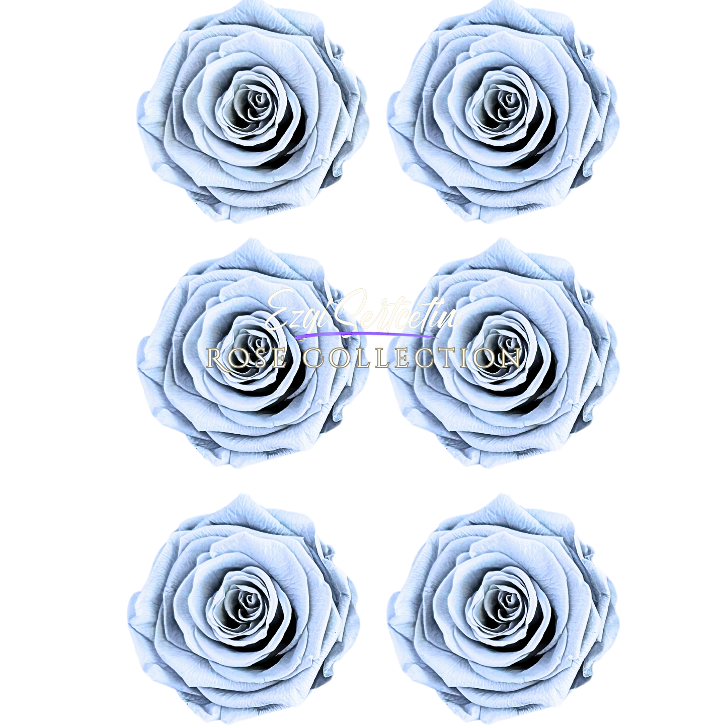 Handcrafted Preserved Roses 6.5 cm Diameter | Non Toxic | 6 Pack | Excellent for All Events and Organizations | by Ezgi Sertcetin