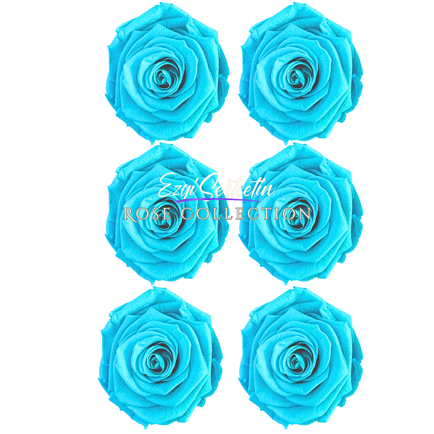 Handcrafted Preserved Roses 6.5 cm Diameter | Non Toxic | 6 Pack | Excellent for All Events and Organizations | by Ezgi Sertcetin
