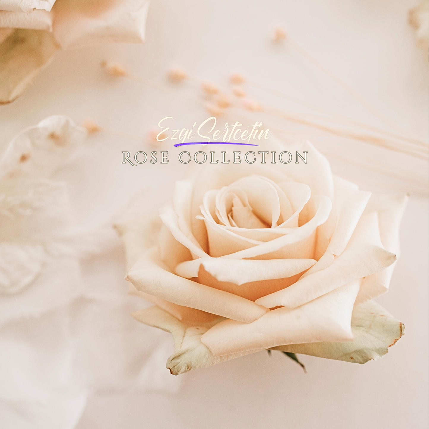 Handcrafted Preserved Roses 6.5 cm Diameter | Non Toxic | 6 Pack | Excellent for All Events and Organizations | by Ezgi Sertcetin