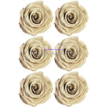 Handcrafted Preserved Roses 6.5 cm Diameter | Non Toxic | 6 Pack | Excellent for All Events and Organizations |  by Ezgi Sertcetin