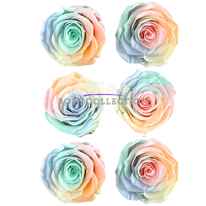 Handcrafted Preserved Roses 6.5 cm Diameter | Non Toxic | 6 Pack | Excellent for All Events and Organizations |  by Ezgi Sertcetin