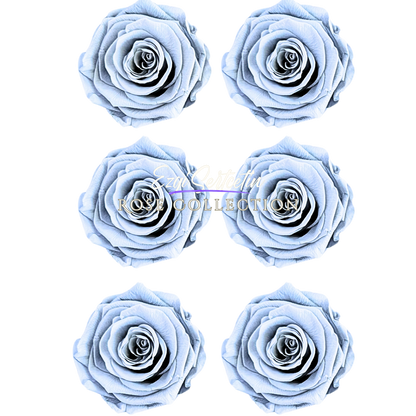 Handcrafted Preserved Roses 6.5 cm Diameter | Non Toxic | 6 Pack | Excellent for All Events and Organizations |  by Ezgi Sertcetin